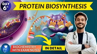 protein biosynthesis  translation biochemistry  translation in eukaryotes with animation [upl. by Christabella]