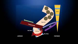 Anatomy Physiology and Evaluation of Anorectal Disorders [upl. by Ennovahs21]