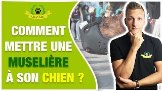 COMMENT METTRE UNE MUSELIÈRE À SON CHIEN [upl. by Sammy]