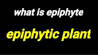 what is epiphyteepiphytic plant  epiphyte meaningepiphytic plants in hindi [upl. by Pulchi]