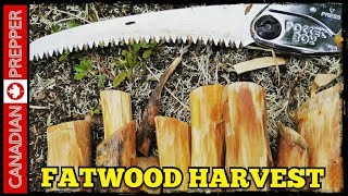 Finding Fatwood Survival Basics [upl. by Mcgaw]