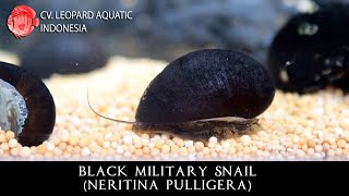 Neritina pulligera The DISCIPLINE BLACK MILITARY snail Leopard Aquatic W014A [upl. by Mure]