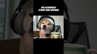 Shiba Tries Going on Morning News To Spread Awareness of Bad Owner [upl. by Raman]