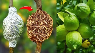 LIVE🔴🌿How to grow Fruit Trees propagating fruit trees by air layering cutting method live [upl. by Llebana599]