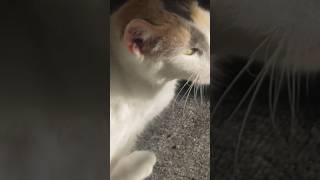 my cat smelly is being weird [upl. by Hueston]