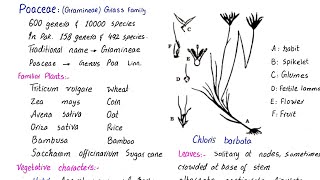 Family poaceae  Gramineae or Grass family  economic importance  class 11 [upl. by Notanhoj]