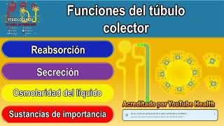 Nefrona partes y funcionamiento  Túbulo colector de la nefrona  Túbulo colector del riñón [upl. by Hertzfeld483]