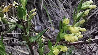 Το ενδημικό φυτό Οδοντίτης του Λινκ Odontites linkii σε ρεματιά του Μαινάλου [upl. by Wenn846]