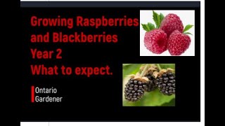 Ep 90 How to grow raspberries and marionberries in your backyard [upl. by Tiffani]