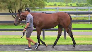 Lot 590 Telemon Thoroughbreds [upl. by Dwain596]