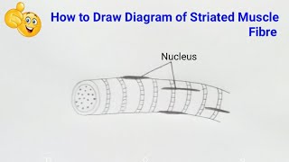 how to draw striated muscle fibre step by step  how to draw striated muscle fibre diagram [upl. by Eiramnerual330]