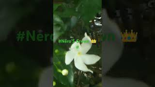 💮🌼Tabernaemontana DivaricataPinwheel flowers AmazingYoutube shorts04 [upl. by Ahseryt967]