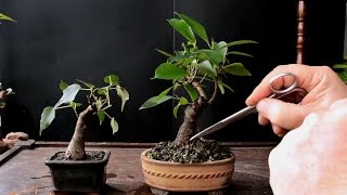 Keeping a Bonsai Tree Small Dec 2016 [upl. by Karlie]