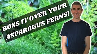 REPOTTING AN ASPARAGUS FERN  make your Asparagus Fern thrive [upl. by Lirva]