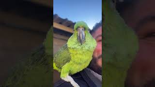 Así reacciona el cholo al verse en los videos 🦜🤩 [upl. by Aer]