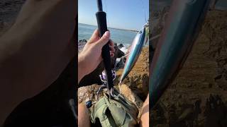 🎣 Inauguration of my new fishing rod and exotic reel 🔥 youtubeshorts fishing lurefishing fish [upl. by Ban152]