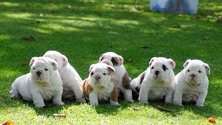 English bulldog puppies for sale [upl. by Leirrad]