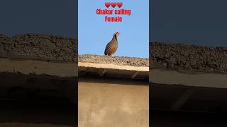 Why Does The Chakor Bird Have Such A Beautiful Singing Voice birds 4k cats parrot shorts [upl. by Hall947]