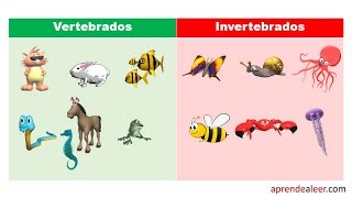 Ejemplos de animales vertebrados e invertebrados para niños [upl. by Ahsim]