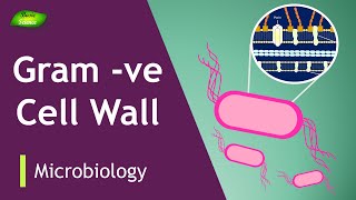 Gramnegative bacterial cell wall  Plasma membrane  LPS  Peptidoglycan  Basic Science Series [upl. by Braeunig985]