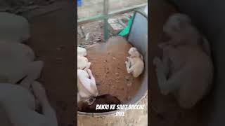 Bakri ke sath bacche diyeyoutubeshorts cutebaby [upl. by Ateiram]