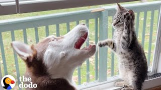 Husky Slowly Becomes Obsessed With His Kitten Brother [upl. by Eniamraj959]