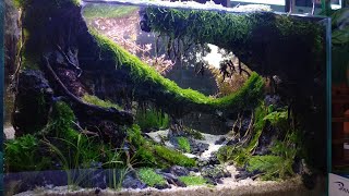 Juara Kontes Aquascape Tema Hutan Rimba [upl. by Demeyer180]