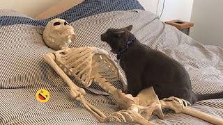 Funny Dogs And Cats Videos 2023 😅  Best Funniest Animal Videos Of The Month 🥰👌 1 [upl. by Hendrika]