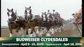 Budweiser Clydesdales at Keeneland [upl. by Yde]