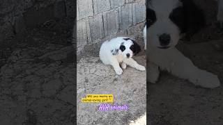 The chubbiest puppies in the world😲🤣shortvideo shorts petsfunny cuteanimalpuppyfunnypetsdog [upl. by Eesdnil]