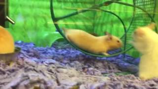 Hamster Has Epic Fail on Running Wheel [upl. by Geneva]