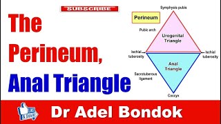 Perineum Anatomy Anal Canal and Ischiorectal Fossa Dr Adel Bondok [upl. by Nivad258]