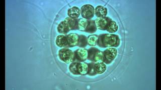 Green Algae Eudorina with flagella in motion [upl. by Garnette759]