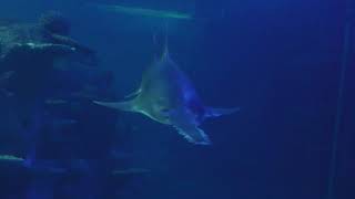 Sawfish Features  SEA LIFE Sydney Aquarium [upl. by Ferne]