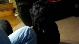 Cane Corso growling [upl. by Pansir]