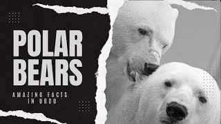 Amazing Facts of Polar Bears in Urdu [upl. by Nylekcaj]