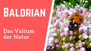 Baldrian – das Valium der Natur [upl. by Seuqramed]