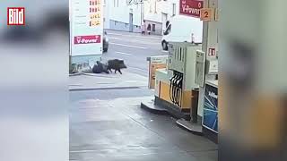 Wildschwein Attacke an der Tankstelle Stuttgarter Ortsteil Heslach [upl. by Bartolome962]