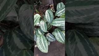 calathea plant gardening plants [upl. by Awahsoj]