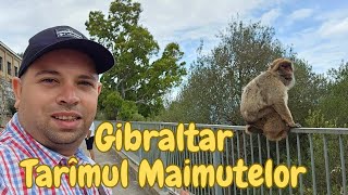 Gibraltar  Taramul maimutelor [upl. by Sinnaoi]