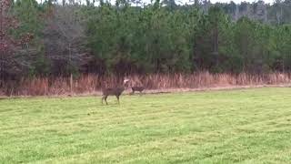 Poacher shoots deer right in front of us [upl. by Vargas]