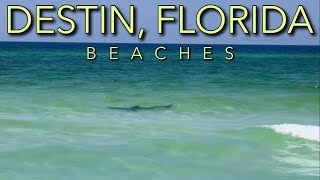 Stay SAFE at Destin Florida Beaches Important Tips [upl. by Ojahtnamas937]