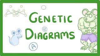 GCSE Biology  Genetic Diagrams 73 [upl. by Natye851]