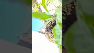 abejas asesinas  killer bees  honey bees  not the bees  queen bee abeja reina bees swarm attack [upl. by Doralynn217]