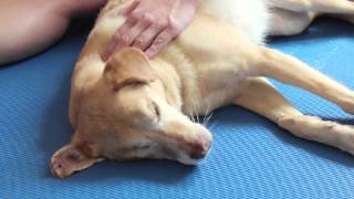 WauTV  Therapeutische Massage beim Hund [upl. by Essila242]