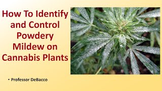 How To Identify and Control Powdery Mildew on Cannabis Plants [upl. by Inkster]