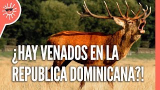 TRUJILLO trajo estos VENADOS a República Dominicana  Animales invasores de 🇩🇴 [upl. by Yedoc]