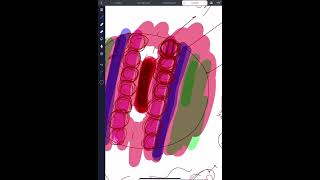 ParaxialSclerotome Myotome and Dermatomes  intermediate part and Lateral  parietal and visceral [upl. by Klemperer]