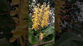 Hedychium plant ginger lily👌❤️💞 shortyoutubeshortvideo [upl. by Vipul]