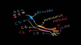 Nerve Root vs Peripheral Nerve 1 of 2 sensory complaints upper extremity [upl. by Misha]